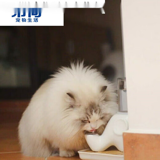 Hibiscus Mingkan is not easy to wet the chin. Elephant drinking fountain Garfield big-faced and flat-faced drinking bowl is anti-tip and moisture-proof ceramic. Macaron powder + glass bottle