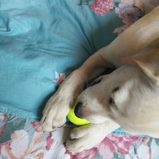 Dog Toy Ball Golden Retriever Teddy Bouncy Ball Teeth Resistant Tennis Pet Puppy Labrador Puppy Training Pet Tennis Ball 3 Pack