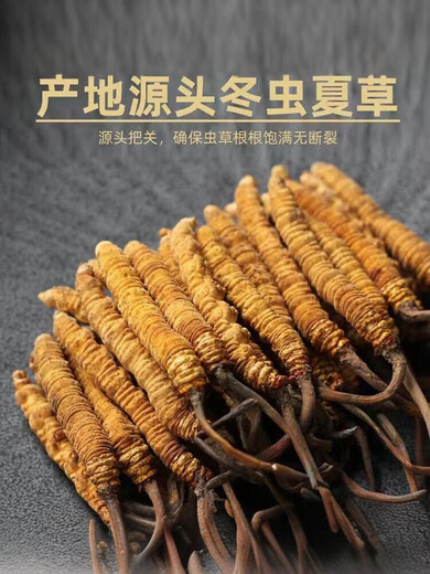 冬虫夏草 高海拔正品虫草 传统滋补品 送礼佳品 3根/克 共60根