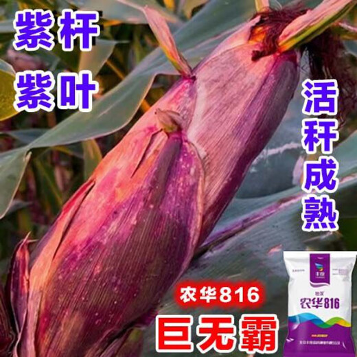 Оригинальная коллекция семян кукурузы Нунси Ляншоу, высокоурожайные близнецы, короткие стебли, устойчивость к засухе и наводнениям на севере и юге, большие палки, одобренные Национальной академией сельскохозяйственных наук, близнецы с фиолетовыми стеблями Нонгхуа 816, рекомендуется 4200 зерен + Песня 300 зерен, один акр земли