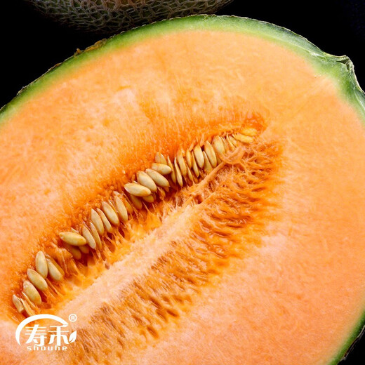Shouhe Xinjiang Hami Melon Seeds Southern and Northern Early-maturing Super Sweet Xiangfei Reticulated Honeydew Melon Shouhe Xiangyang Hami Melon Seeds 30 capsules x 10 high sugar