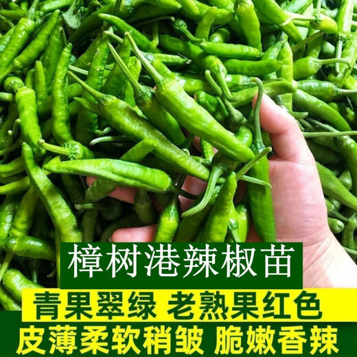 Authentic Zhangshugang pepper seedlings with soil seedlings local nearby various vegetable seedlings Hong Kong pepper devil pepper screw pepper Zhangshugang 1 tree shipped with soil