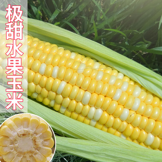 Long-cultivation super sweet two-color fruit corn seeds easy to grow sweet corn seeds extra large drought-resistant spring four seasons sweet waxy corn sticky sweet crispy sweet 89 corn 20g gold medal corn