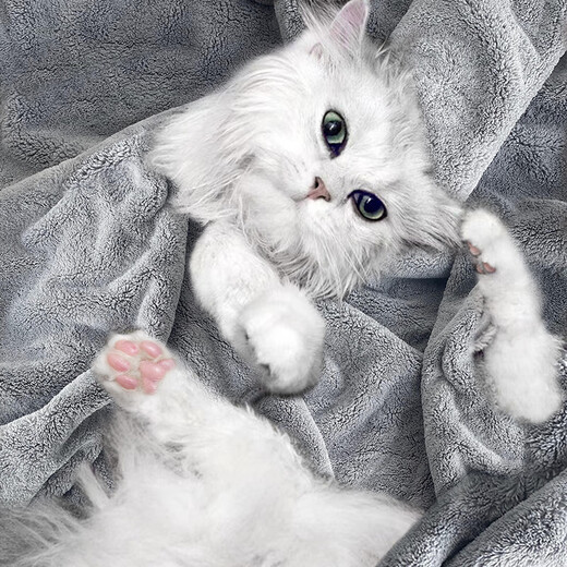 Laiwang Brothers pet absorbent towel dog and cat bathing quick-drying 8-minute dry bath towel Teddy Golden Retriever bathing artifact large size