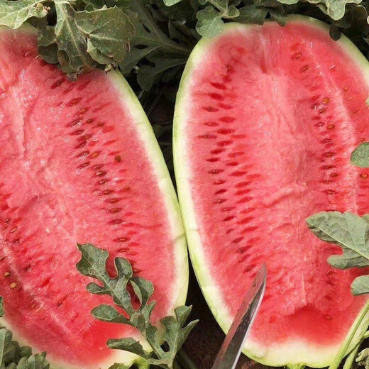 Dayu Xinong No. 8 Watermelon Seed Extra Large Watermelon Seed Selenium Sand Melon is suitable for early maturing fruit seeds in the north and south. Kenong No. 9 Extra Large Watermelon Seed 20 capsules