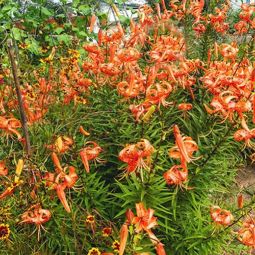 Longshan lily bulbs, edible lilies, fresh balcony green plants, can be potted, Yixing lily seeds, bitter taste, 850g lily seeds