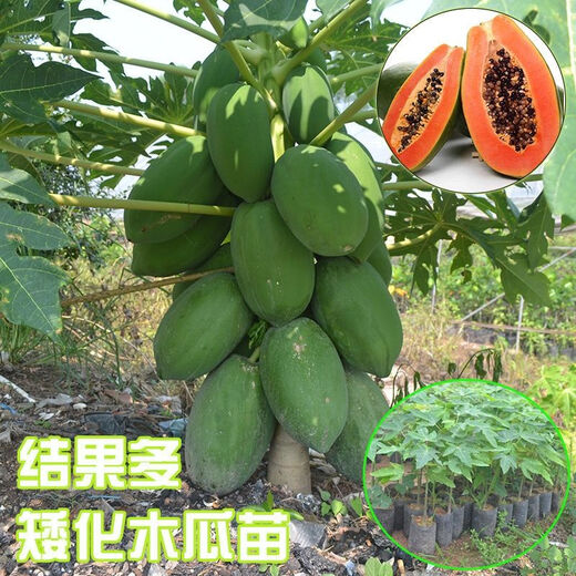 Papaya seedlings, Thai golden milk papaya seedlings, dwarfed southern and northern potted plants, ground-planted papayas that bear fruit in the same year, dwarf papayas 5 cm (with soil and leaves)