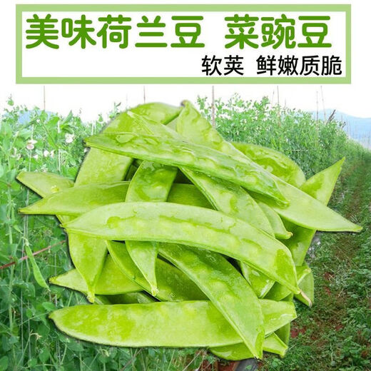 Roselle-Samen, rote Pfirsich-K-Samen, Sesamhonig, große Zuckerschoten, 9-Zoll-Ginseng, süße Senfkörner, original große Zuckerschotensamen, 100 Kapseln, 2 Packungen