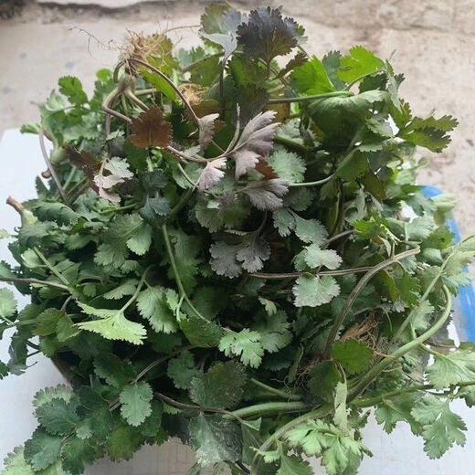 Old varieties of purple-rooted coriander, short-stemmed coriander, small-leaf strong-flavor coriander seeds, four-season vegetables, purple-rooted, low-stem coriander, new species this year, original quality products, buy 1+1, get 2 packs ++