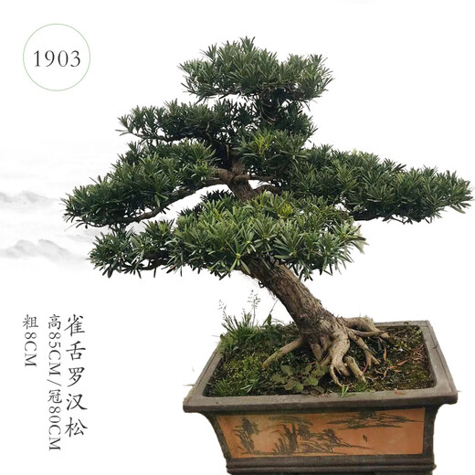 Qiliuwan high-end podocarpus bonsai pearl red buds sparrow tongue rice leaves podocarpus large potted garden in living room 1391 potted