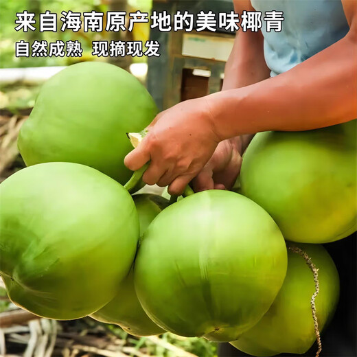 Ganguo has an appointment with Hainan coconut, green coconut, fresh coconut with skin, green coconut, tender coconut, amniotic fluid replenishing fruit for pregnant women, 6 tender coconuts with skin - recommended for pregnant women