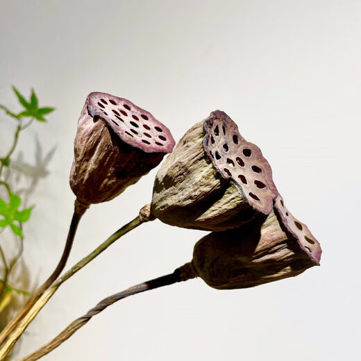 AIMAN dried flower lotus with seeds, lotus dried flowers with original pole lotus head, home decoration ornaments, photo props, flower arrangement shape, lotus with seeds, 10 pieces