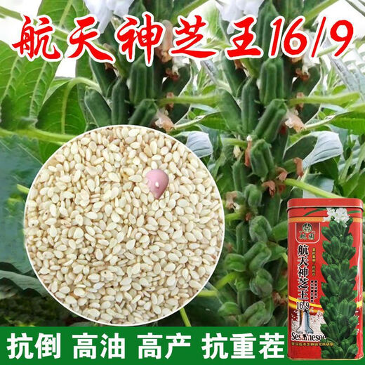 New Aerospace Shenzhi King White Sesame Seed Resistant to Repeated Cropping, High Oil and High Yield Sesame Seed, Dwarf Stem Capsule, Eight-Length Field, One Acre, 500g Barrel, High Oil White Sesame