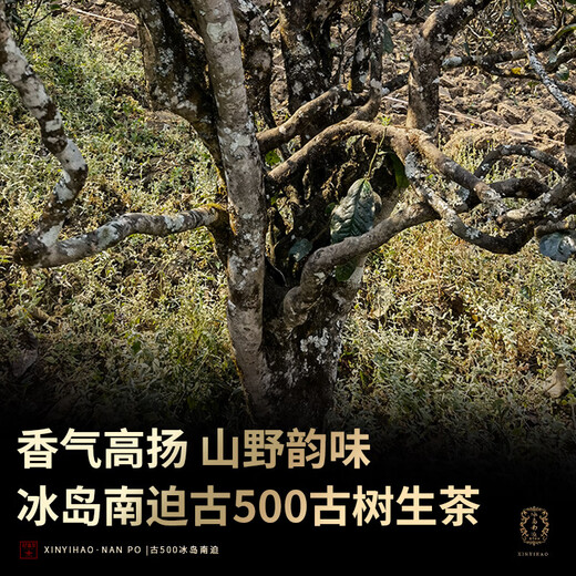 新益号茶叶普洱茶生茶 古500冰岛南迫春茶古树茶生普洱散茶礼盒装500g