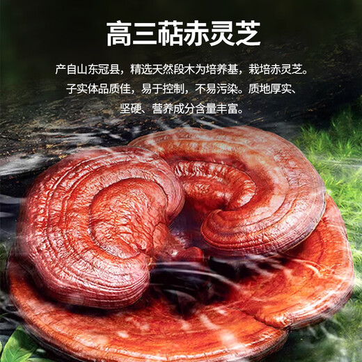强贝冠有机破壁灵芝孢子粉[三萜16%] 有机蓝帽双认证保健探病术后滋补品 5盒加强调理套餐（5月量）店长推荐