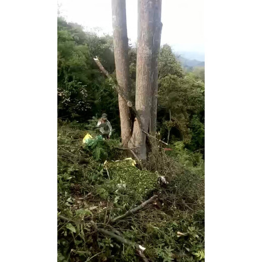 健颐年青钱柳茶古树嫩芽无糖金钱柳绥宁青钱柳搭配血糖茶 125g