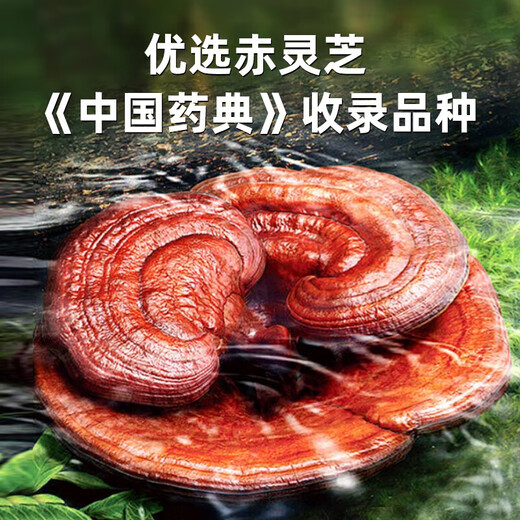 北京同仁堂破壁灵芝孢子粉增强免疫力和抵抗力中老年正宗长白山野生特级盒装 3盒[30袋]（破壁率≥98%）四标认证
