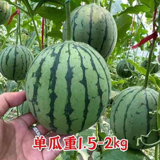 Honey small watermelon seeds 2K watermelon red soil thin-skinned seedless four-season potted balcony courtyard fruit melon seeds 2K red soil watermelon 50 capsules original quality package germination