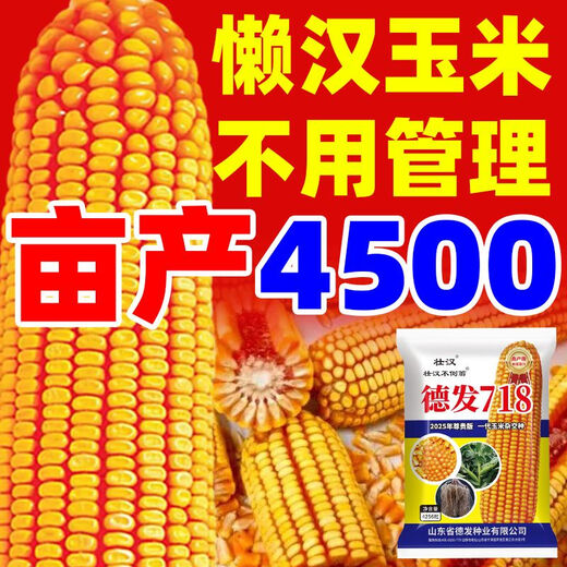 Strong man, high-yielding corn seed, national review, large stick, short stem, lodging resistance, disease resistance, drought resistance, hard grain corn from the north and south, carefully cultivated, about 4220 grains