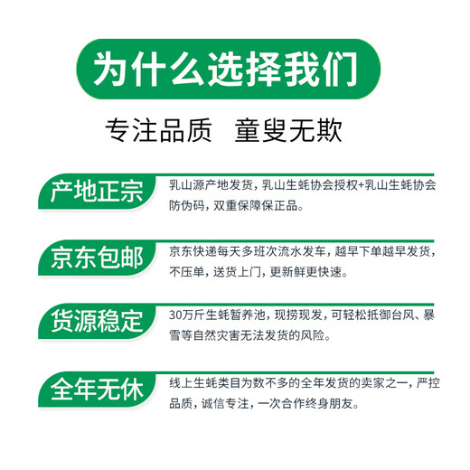 Popular Rushan oysters, fresh oysters, extra large seafood oysters, 5 Jin Jin equals 0.5 kg, whole box of fresh oysters, 5 Jin Jin equals 0.5 kg, 3XL size, 15-18 pcs, quality guaranteed