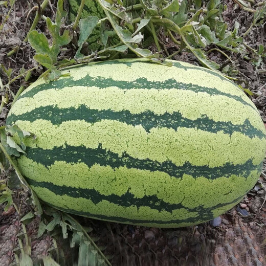 Dayu Xinong No. 8 Watermelon Seed Extra Large Watermelon Seed Selenium Sand Melon is suitable for early maturing fruit seeds in the north and south. Kenong No. 9 Extra Large Watermelon Seed 20 capsules