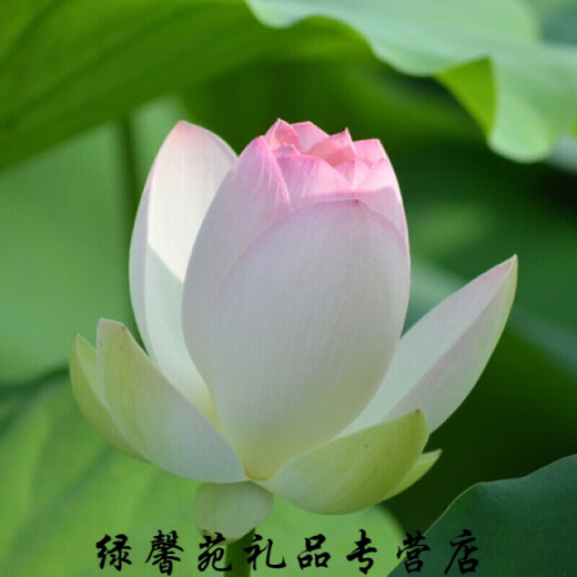 Kezhiyuan High-yield Lotus Root Seedlings Lotus Root Ornamental Lotus Pond Lotus Root Hydroponic Rice Field Fish Pond Deep Water Shallow Water Lotus Root Giant Edible Vegetable Lotus Root [Soup. Super Powder] Bare Root Without Soil