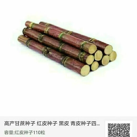 Sugarcane seeds, golden sugarcane, sown in all seasons, planted in the south and north, crispy, sweet and chewy varieties, yellow-skinned seeds, 110 capsules