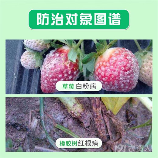 Lailing Zhejiang Shijia 86% Trimorfolina Fresa Moho Polvoriento Goma Raíz Roja Antracnosis Plaguicida Fungicida 100ml