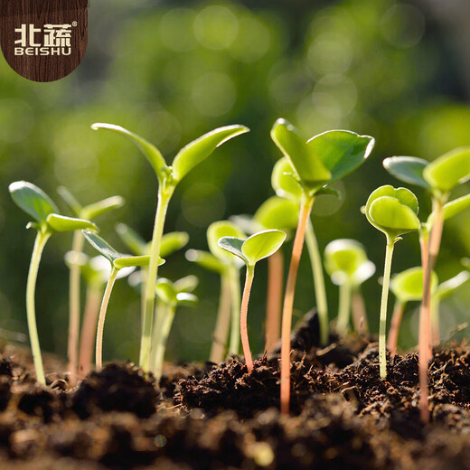 Beishu vegetable seeds and seedlings collection, lettuce, coriander, spinach, spring balcony rapeseed, 6 types of leafy vegetable seeds