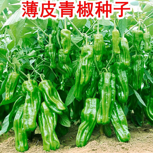 Thin-skinned green pepper seeds, early-maturing Zoupe-skinned green pepper seeds, a complete collection of pepper seeds that can be grown in pots on the patio, on the balcony, and in pots. Thin-skinned green pepper seeds, 1 pack, about 50 capsules