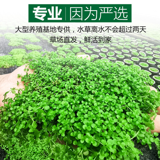 Crazy aquatic plants (FKSC) fish tank aquatic plants, real aquatic plants, purify the bottom aquatic plants, banyan crown grass, lying on the ground, short pearls directly into the tank, small pagoda, small tuo