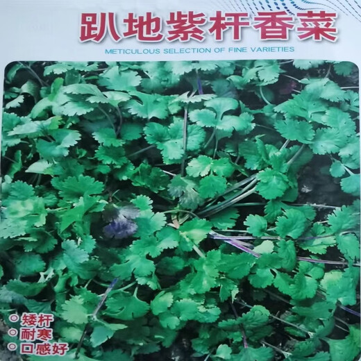 Old varieties of purple-rooted coriander, short-stemmed coriander, small-leaf strong-flavor coriander seeds, four-season vegetables, purple-rooted, low-stem coriander, new species this year, original quality products, buy 1+1, get 2 packs ++