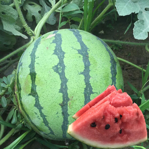 Suru Zaojia 8424 Watermelon Early Ripening Kirin Melon Xindumei Watermelon Seed Extra Large Kirin Super Sweet Seedless Melon Early Mature Resistant Laifu Watermelon Canned Approximately 500 Tablets (Anti-Cracking Early Maturity)