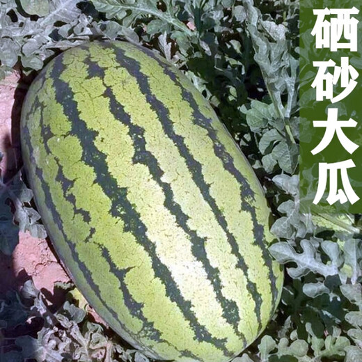 Nagrand Selenium Sand Large Melon Watermelon Seed Sweet King Watermelon Seed High Yield Spring and Autumn Southern Fruit Seed Giant Watermelon Selenium Sand Large Melon with about 100 original seeds