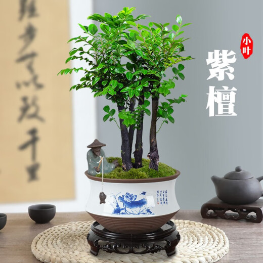 
Want to open small-leaf red sandalwood bonsai plants old pile potted plants office desktop indoor flowers and green plants are good for the four seasons ornaments Small-leaf red sandalwood single pole + purple clay 1342 Know the bamboo always happy +