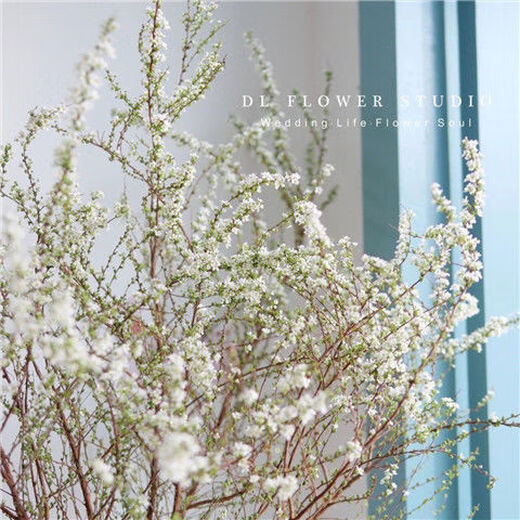 AIMAN hydroponic dry branches of snow willow spray snowflakes bloom when exposed to water. Plants and flowers with dead wood and spring dry branches and plums for indoor balcony flower arrangement. Spray snowflake branches 50-60 cm long, 20 branches. Delivery of dry branches. Hydroponic cultivation takes 10-20 days to germinate and bloom.