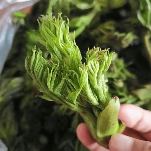 Different plants, Echinacea sprouts seeds, Erythronus buds seeds, sowing in all seasons, balcony potted plants, small yard planting, simple and high-yielding. Authentic, Echinacea sprouts, 4 packs, 6 packs + fertilizer