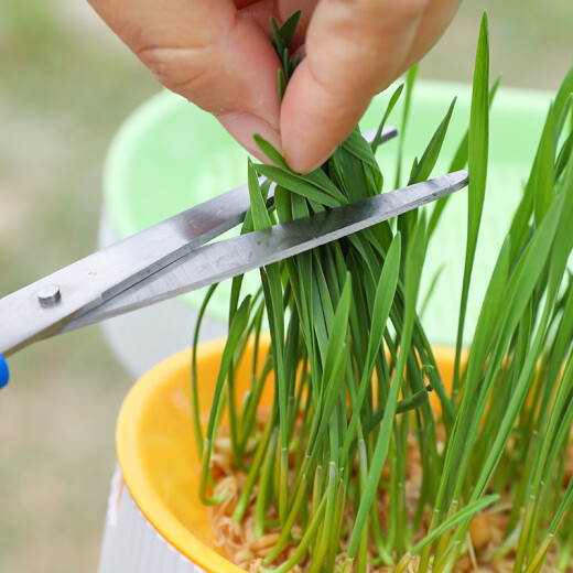 Shouhe Cat grass seed seedlings Soil cultivation Hydroponic cat snack seeds Weiyu Zhongshou cat grass (wheat grass) seed 1050g
