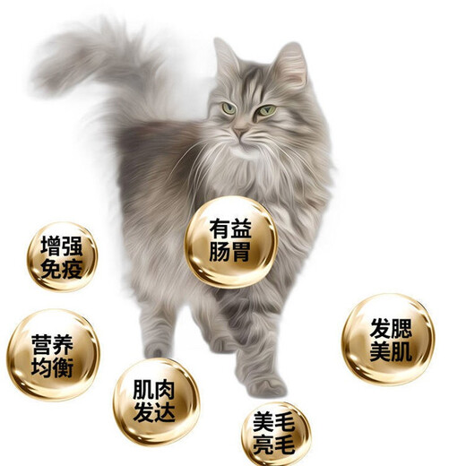 My special canned cat food for Maine Coon cats, beautiful and beautiful hair for young cats 170g salmon and chicken flavor nutritious cat food. Two cans of my special canned food for Maine Coon cats.