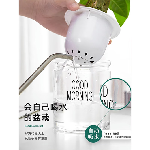 Green intentional green plant potted succulent flowers potted plants indoor desktop hydroponic green plants office living room plants lazy people Jucai 3 pots Asparagus + Lucky Bamboo + Money Tree