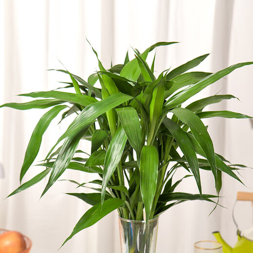 Flowers bloom and prosper, prosperous bamboo hydroponic plants 10 branches