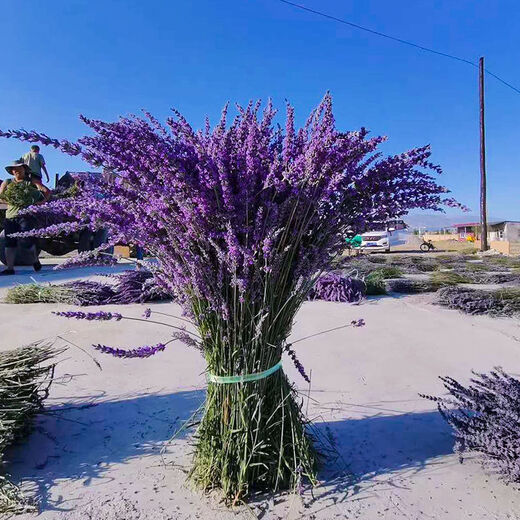 AIMAN dried lavender bouquet living room home decoration natural dried bouquet real flower aromatherapy internet celebrity flower arrangement ins gift 250g British blue half Jin Jin is equal to 0.5kg long style new summer flowers all in English newspaper packaging