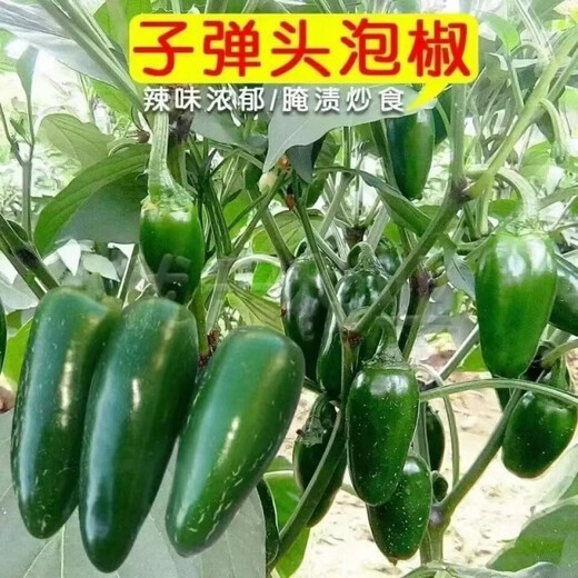 Authentic Zhangshugang pepper seedlings with soil seedlings local nearby various vegetable seedlings Hong Kong pepper devil pepper screw pepper Zhangshugang 1 tree shipped with soil