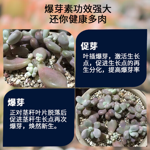 Guoguang polysucculent bud bursting hormone eubud stimulating side bud flower nutrient solution orchid bud bursting liquid cytokinin medicine 10ml