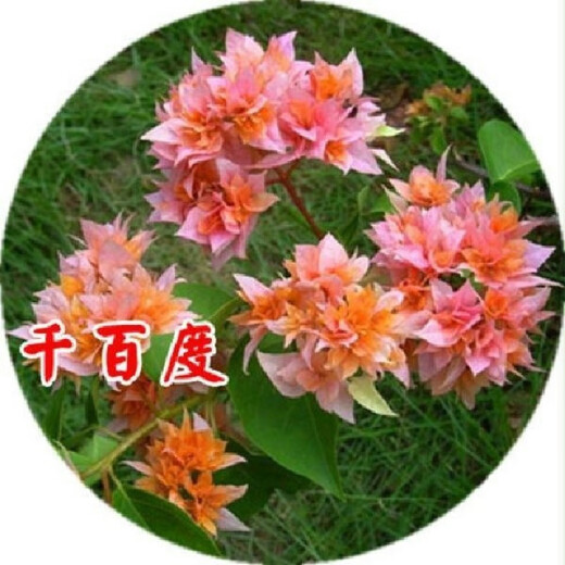 Bougainvillea seeds Bougainvillea seed larvae Bougainvillea flower seeds Bougainvillea flower seeds Potted Four Seasons Eight Mixed 100 capsules of the above varieties