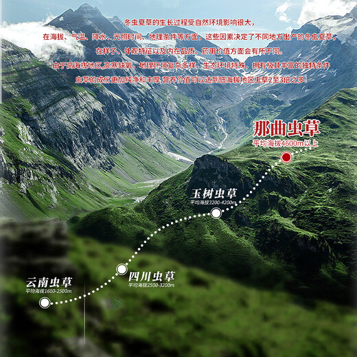 Hu Qingyutang Cordyceps sinensis 10g 2# Wild naturally grown broken grass for personal use Origin Nagqu (same style offline)