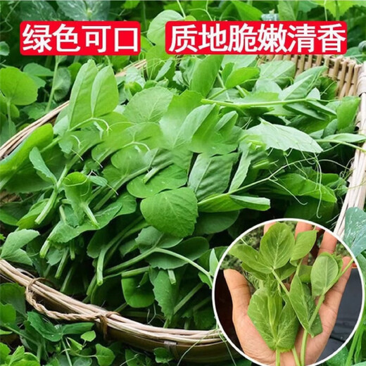 Pea seedling seeds do not require pea tip seeds, autumn southern bean seedlings, green sprouts, sprouts, sowing farm vegetables in all seasons, vegetable farmers 10 packs, field quality