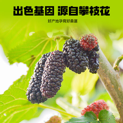 
Pure tillage mulberry juice Mulberry raw pulp gift box 2700ml Anthocyanin juice gift Gift Qilixiang raw pulp gift Mulberry drink