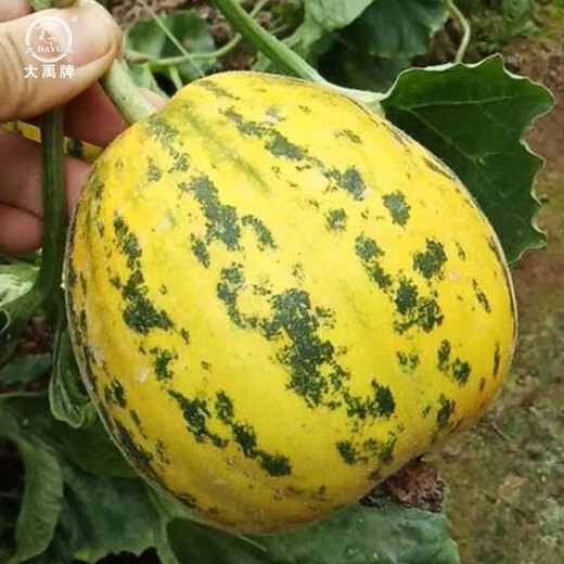 Dayu Balixiang muskmelon seeds cantaloupe old variety tiger skin melon field planting autumn and winter extra large Balixiang muskmelon muskmelon seeds about 30 pieces