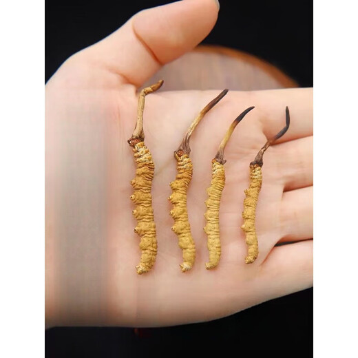 
Yifanmai [Spring Festival Gift Box] Cordyceps sinensis Authentic new product Cordyceps head period Cordyceps fresh dried cordyceps Chinese medicinal materials 20 luxury leather gift boxes (only sold for 17 pieces)